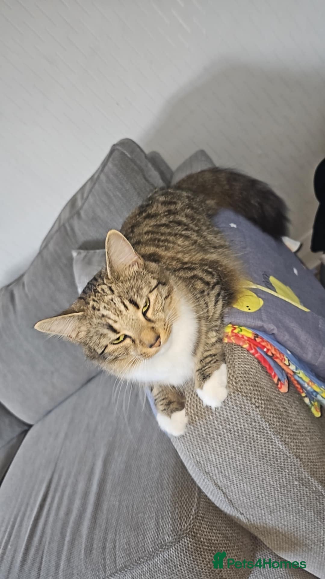 Mixed Breed cats for sale: Faith & Bonnie – Playful Sisters Ready for Love - Image 2