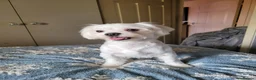 Mixed Breed dogs for sale: Malchi - Advert 1