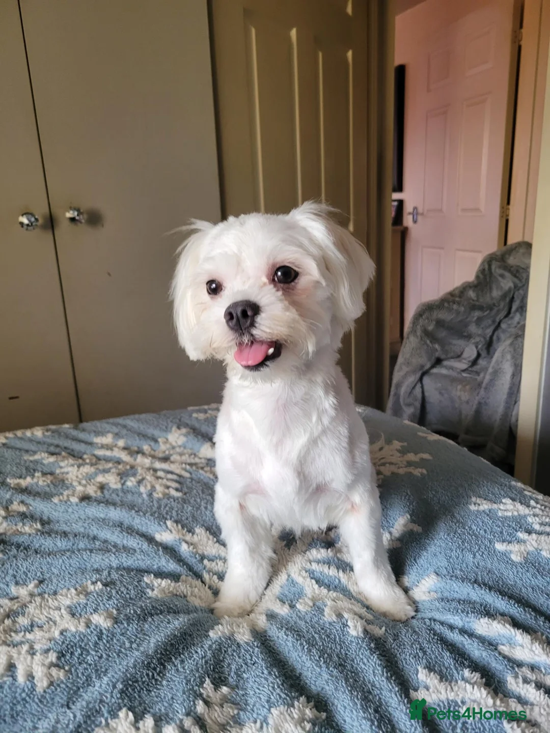 Mixed Breed dogs for sale: Malchi - Advert 1