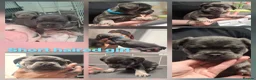 Mixed Breed dogs for sale: 3/4 french bulldog X miniature dachshund  in Dewsbury - Advert 6