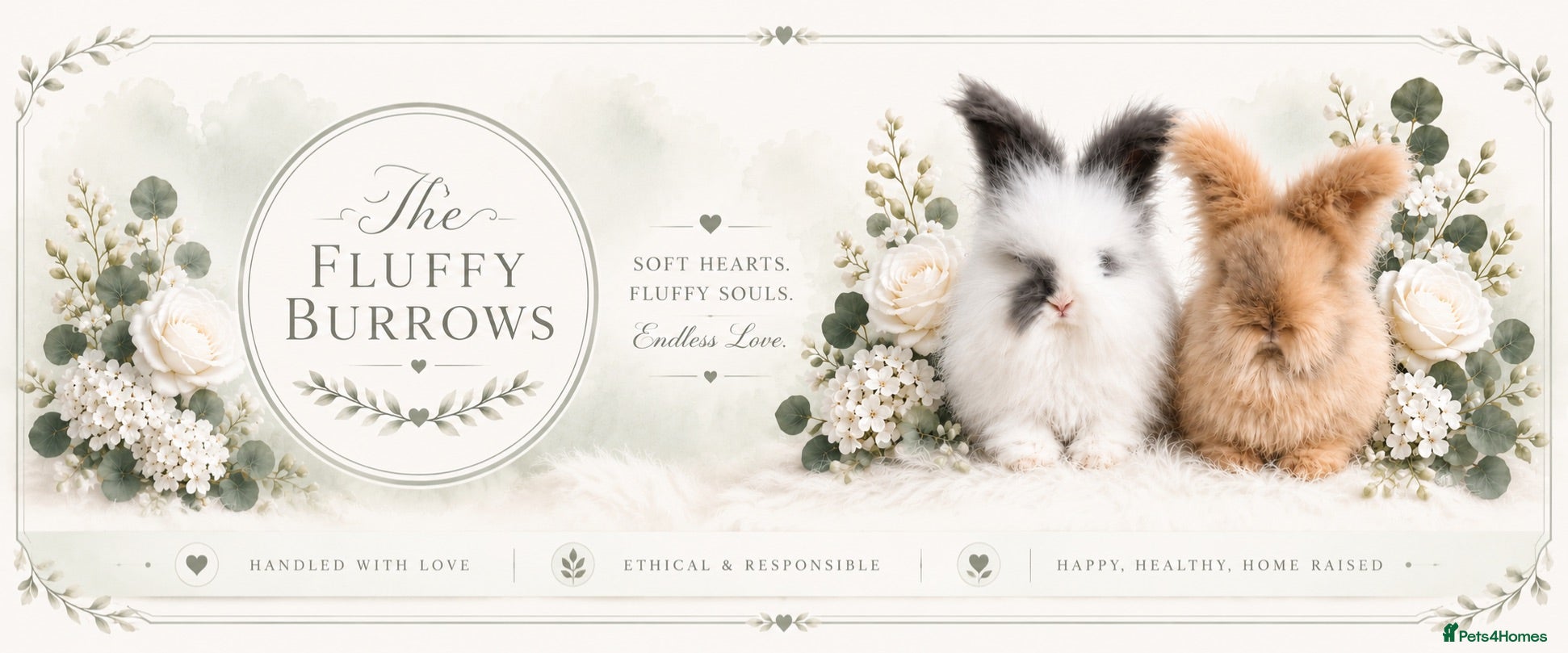 Lionhead rabbits 🤍 Double Mane Lionheads 🤍 xxx - Advert 1