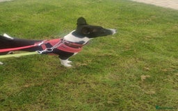 Basenji dogs for stud: Basenji proven at stud in Llanymynech - Image 3
