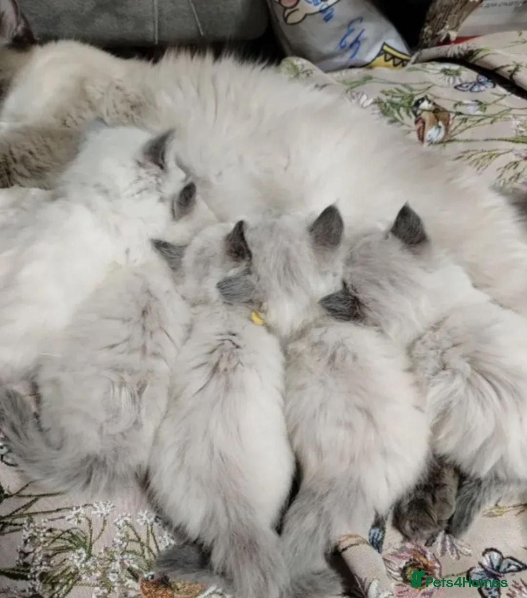 Ragdoll cats for sale: 🌟🌟 Don't Miss out These our Gorgeous Kittens!🌟 in Penarth - Advert 7