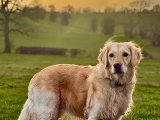 Golden Retriever dogs Golden Retriever / Female / 5ys in Swadlincote - Advert 6