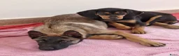 Mixed Breed dogs for adoption: Shanti — 4 Months Old, Super Intelligent  in Boston - Advert 6