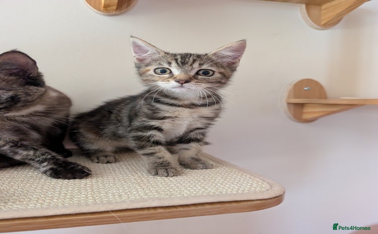 Mixed Breed cats - Advert 3