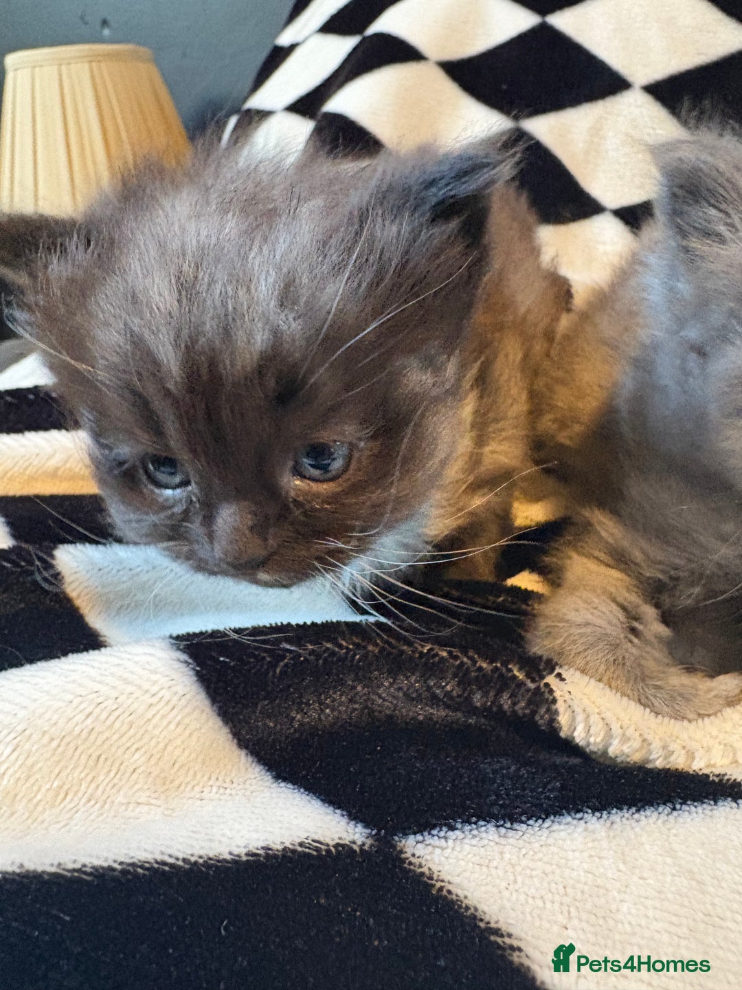 Persian cats for sale: Persian x ragdoll kittens  - Advert 4