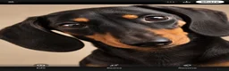 Miniature Dachshund dogs for stud: Miniature dachshund stud 18 champions in pedigree - Advert 3