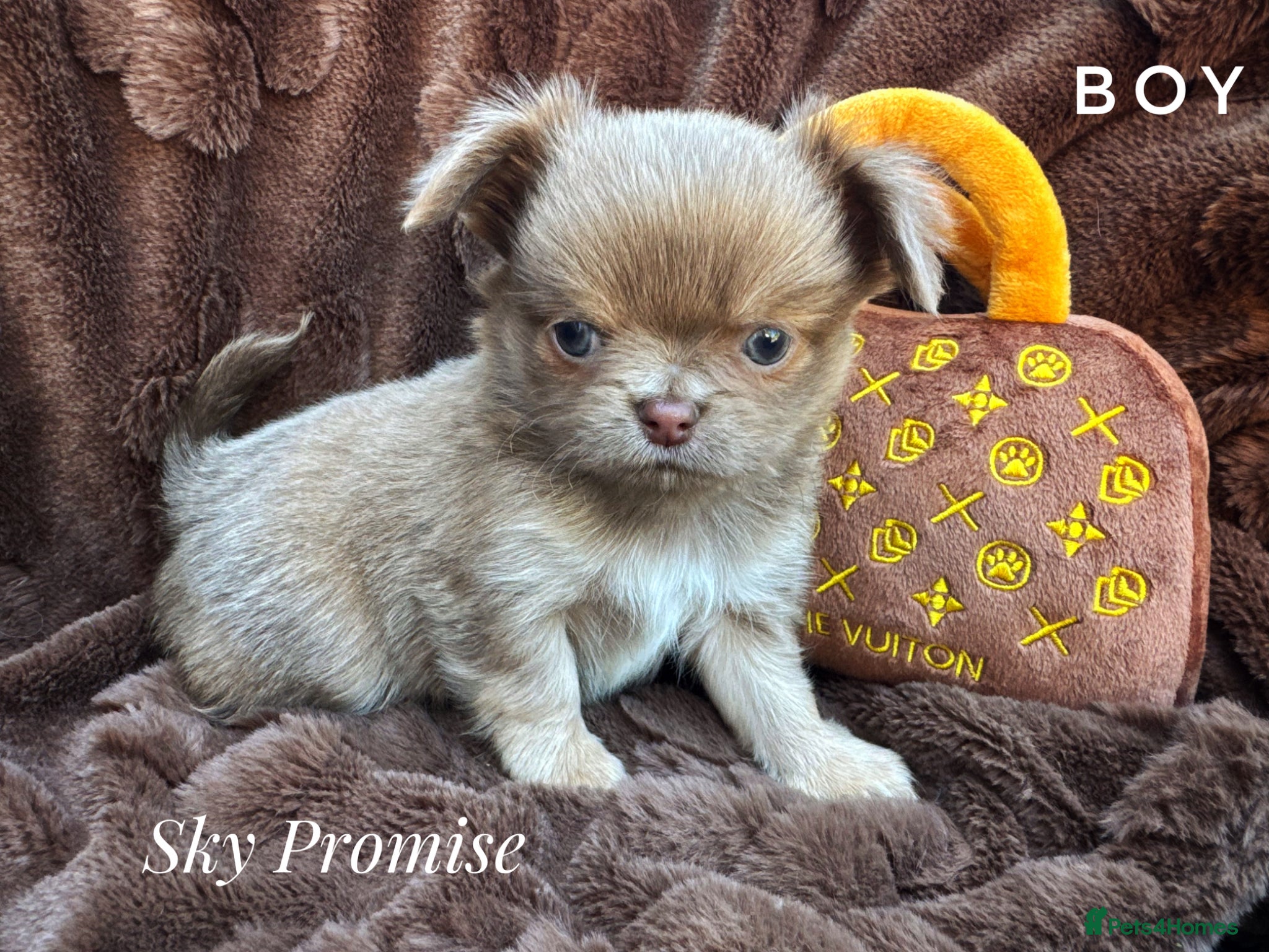 Chihuahua dogs KC chocolate and lilac long coat quality puppies  - Advert 1