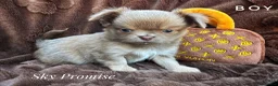 Chihuahua dogs for sale: KC chocolate and lilac long coat quality puppies  - Advert 2