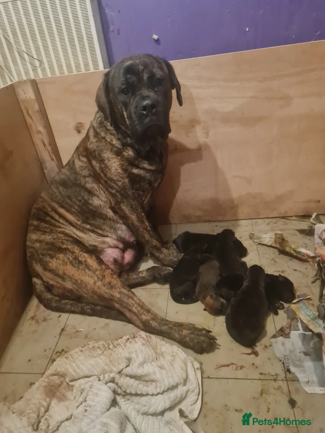 Mixed Breed dogs for sale: Mixed breed pups for sale - Advert 2