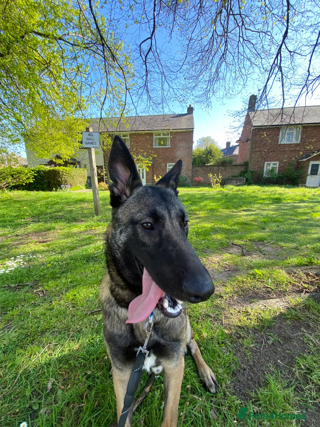 Belgian Shepherd Dog dogs for sale: Male Belgian Malinois in Wirral - Advert 2