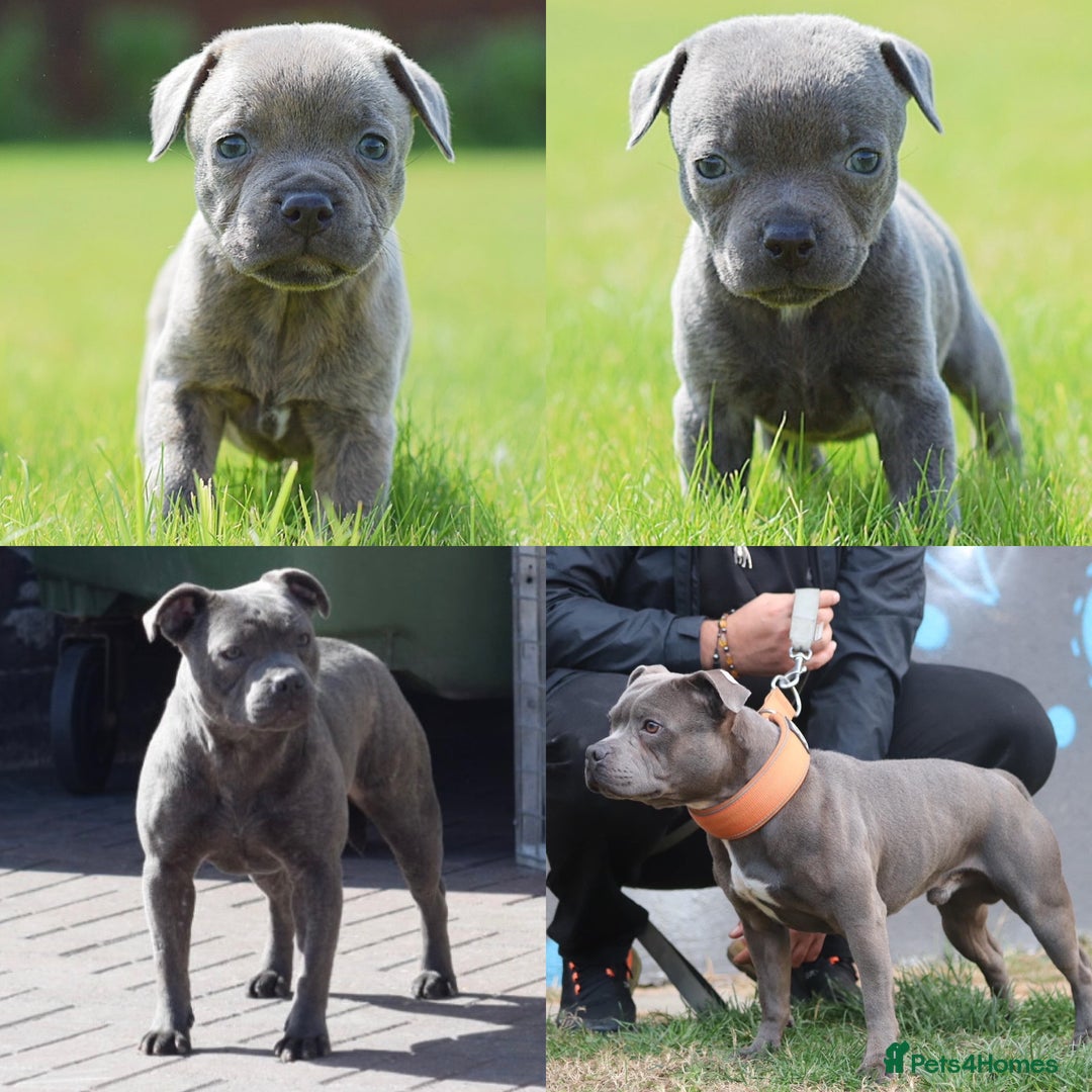 Staffordshire Bull Terrier dogs for sale: 23 years experience,5⭐️RATED Licensed & Registered - Image 1