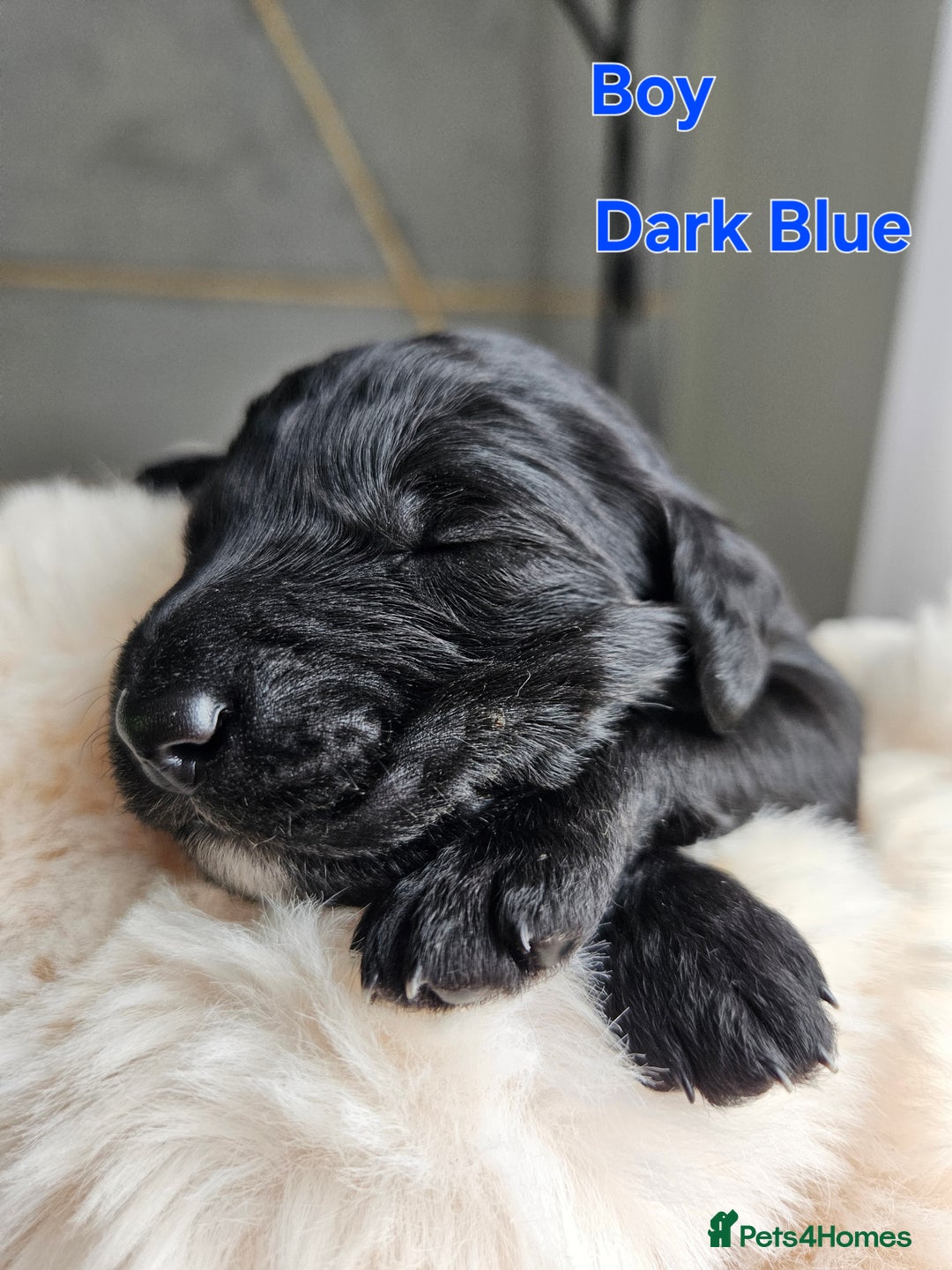 Goldendoodle dogs for sale: Gorgeous Healthy Goldendoodle Puppies - Image 18