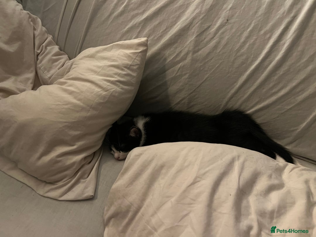 Mixed Breed cats for sale: Cuddly Kittens  - Image 15