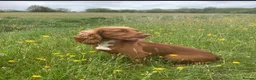 Cocker Spaniel dogs for sale: 🐾 POPPY – KC REGISTERED WORKING COCKER SPANIEL 🐾 in Clitheroe - Advert 1