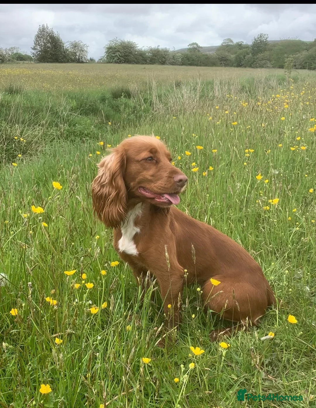Cocker Spaniel dogs for sale: 🐾 POPPY – KC REGISTERED WORKING COCKER SPANIEL 🐾 in Clitheroe - Advert 1