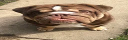 English Bulldog dogs for stud: Teddy - Advert 3