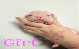 Mixed Breed dogs for sale: Last Beautiful Pink Frenchton Boy Pup Available  - Image 20