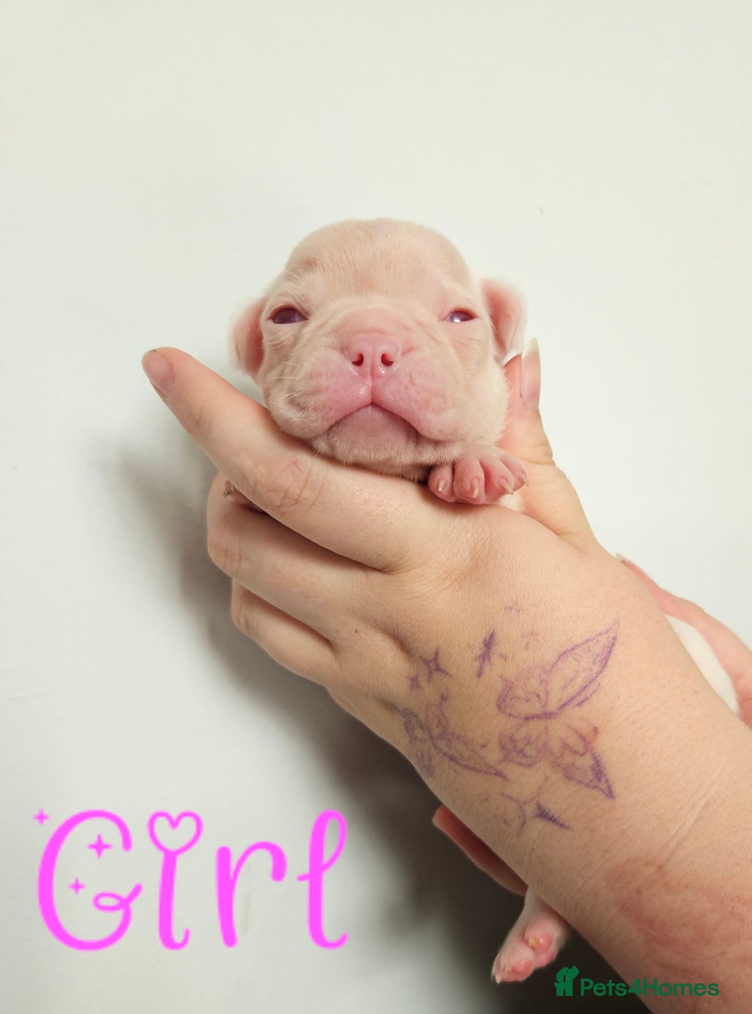 Mixed Breed dogs for sale: Last Beautiful Pink Frenchton Boy Pup Available  - Image 20