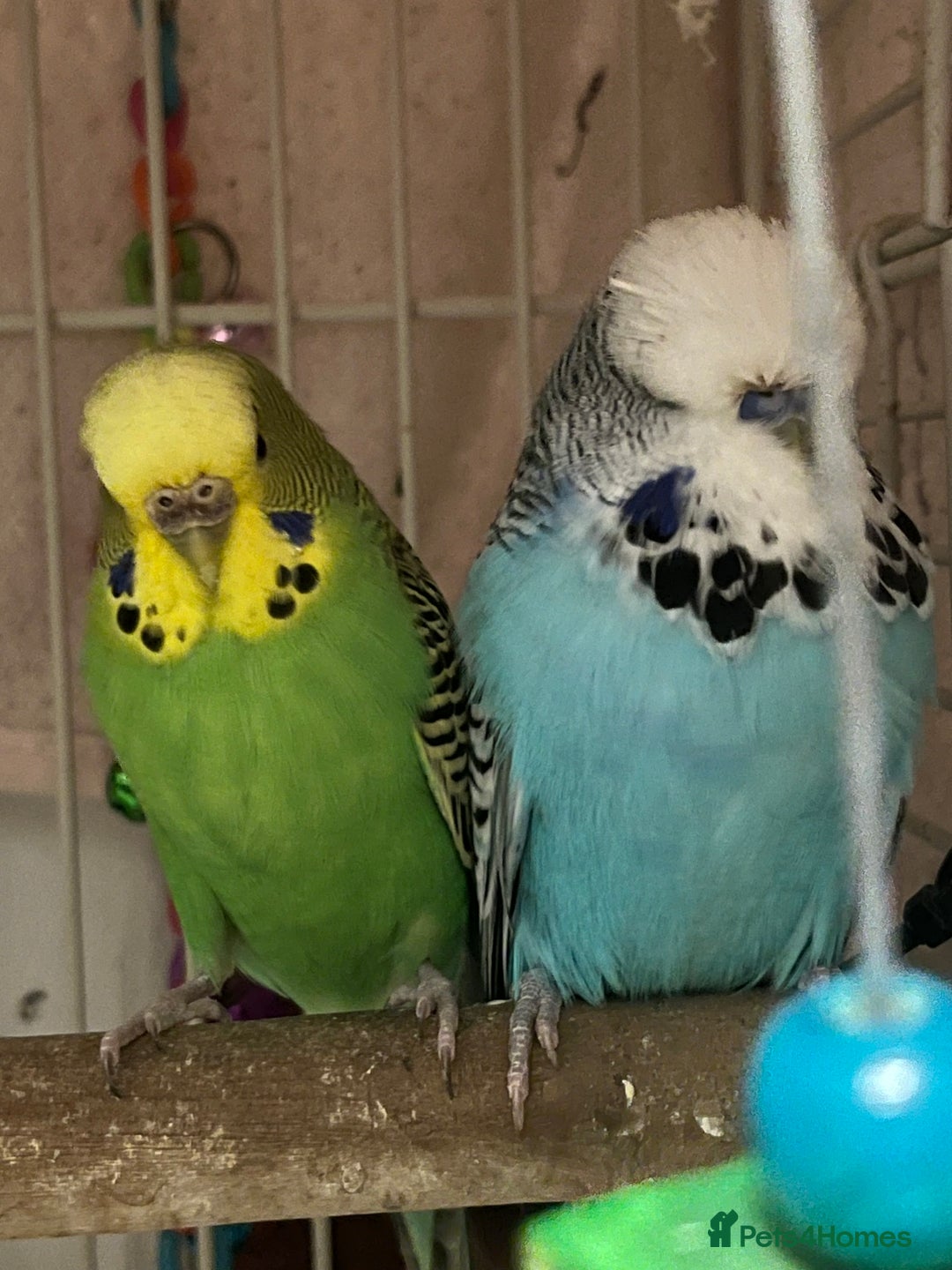 Budgerigars birds for sale: 3 budgies + cage - Advert 5
