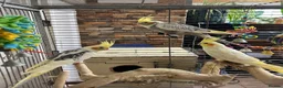 Cockatiels birds for sale: Cocktail - Advert 5