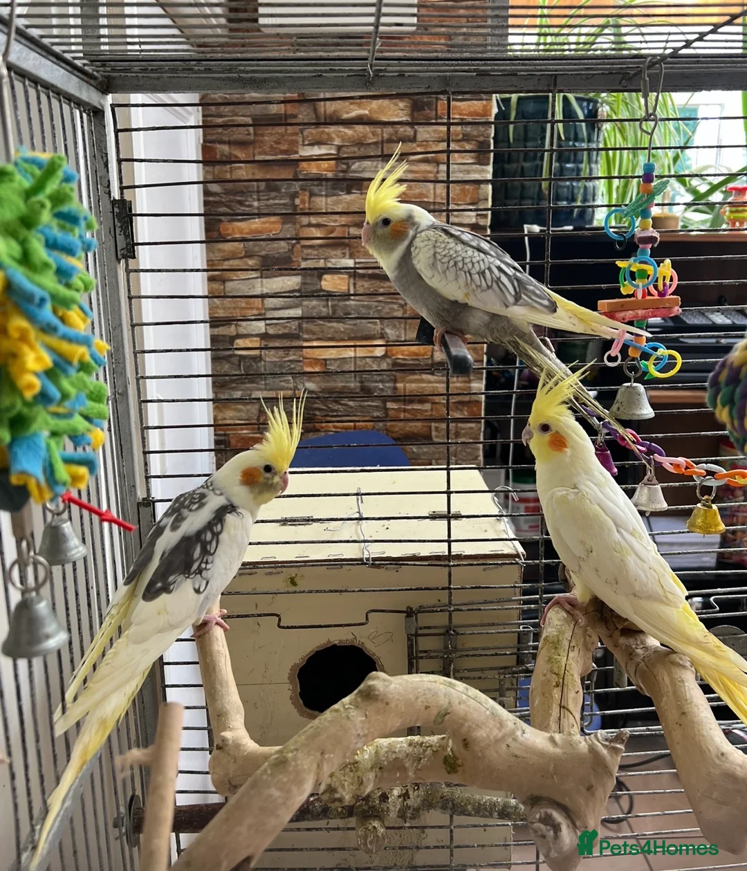 Cockatiels birds for sale: Cocktail - Advert 5