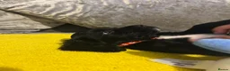 Sprocker dogs for sale: Gorgeous Sprocker Puppies - Advert 7