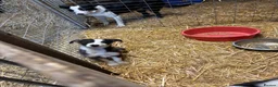 Border Collie dogs for sale: 1 left - Ready Now - Border collie pups  - Advert 3