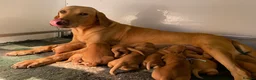Labrador Retriever dogs for sale: EXCEPTIONALLY WELL BRED LABRADOR PUPPIES - Advert 7