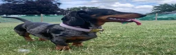 Miniature Dachshund dogs for sale: Miniature smooth chocolate dachshund - Advert 4