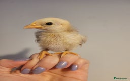 Chickens poultry for sale: Pure Serama Chick Pairs – Silkie Feather Type  - Image 9