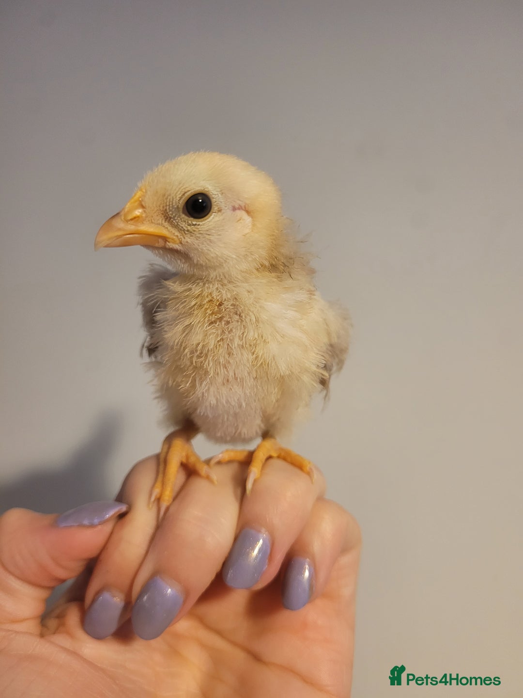 Chickens poultry for sale: Pure Serama Chick Pairs – Silkie Feather Type  - Image 9