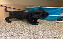 Mixed Breed dogs for sale: Sproodles - Image 5