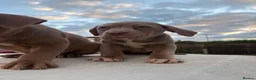 American Bully dogs for sale: Standard American Bullies  - Advert 6