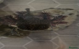 Axolotl reptiles for sale: Axolotls - Image 16