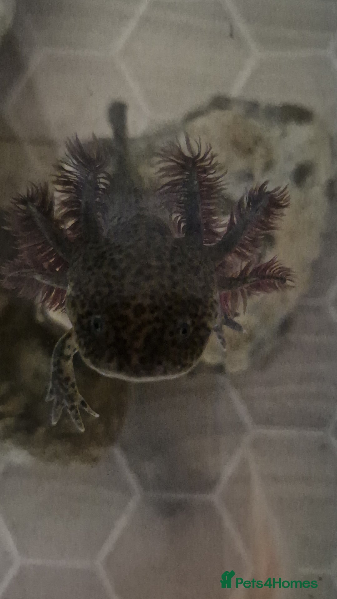Axolotl reptiles for sale: Axolotls - Image 16