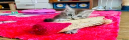 Maine Coon cats for sale: Maine Coon GCCF  - Advert 6