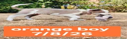Border Collie dogs for sale: KC registered Border collie pups for sale - Advert 13