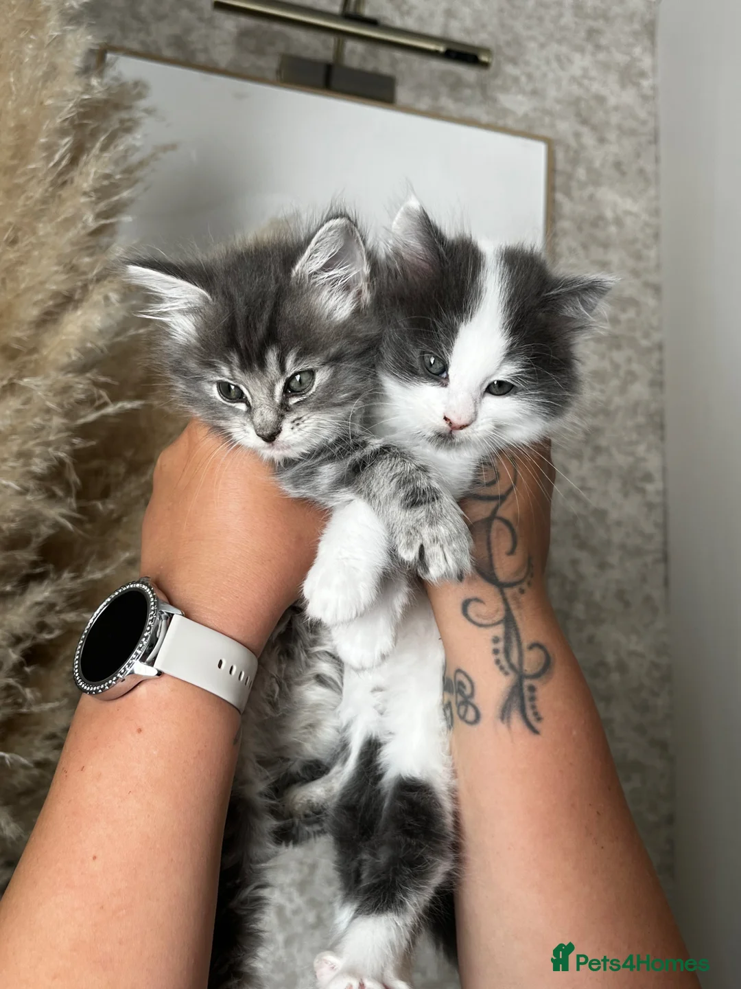 Mixed Breed cats for sale: Adorable fluffy kittens  - Advert 1