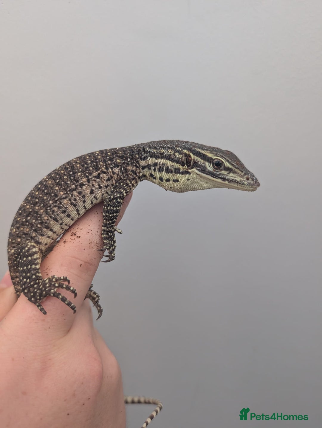 Monitor reptiles for sale: CB25 Argus Monitors (yellow spotted monitor) - Image 2