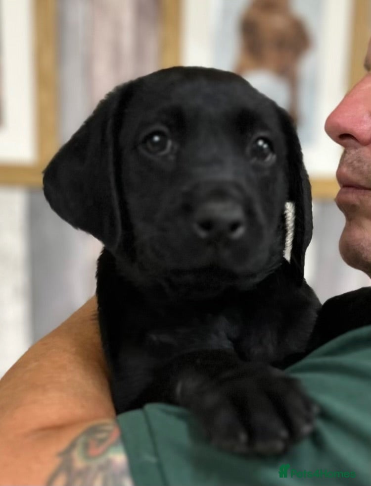 Labrador Retriever dogs Health Tested Parents Excellent FTCh Pedigree  - Advert 1