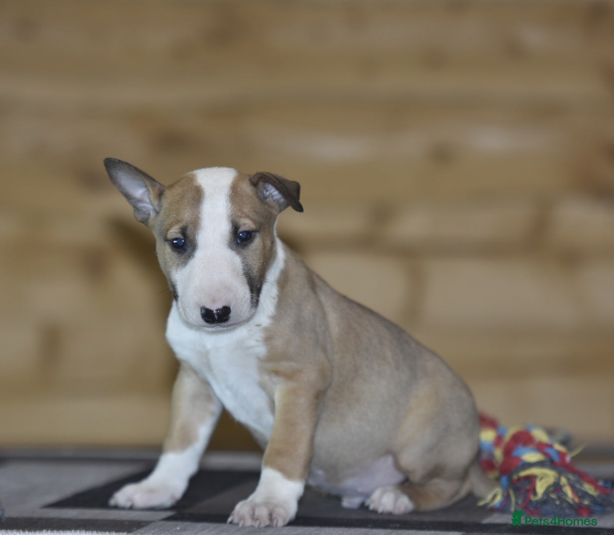 English Bull Terrier dogs UK's top quality ebt puppies - Advert 1