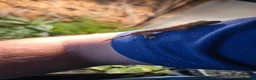 Gecko reptiles for sale: Crested Gecko in Poole - Advert 2