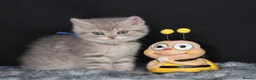 British Shorthair cats for sale: Registered Golden British Shorthaired kittens - Advert 4
