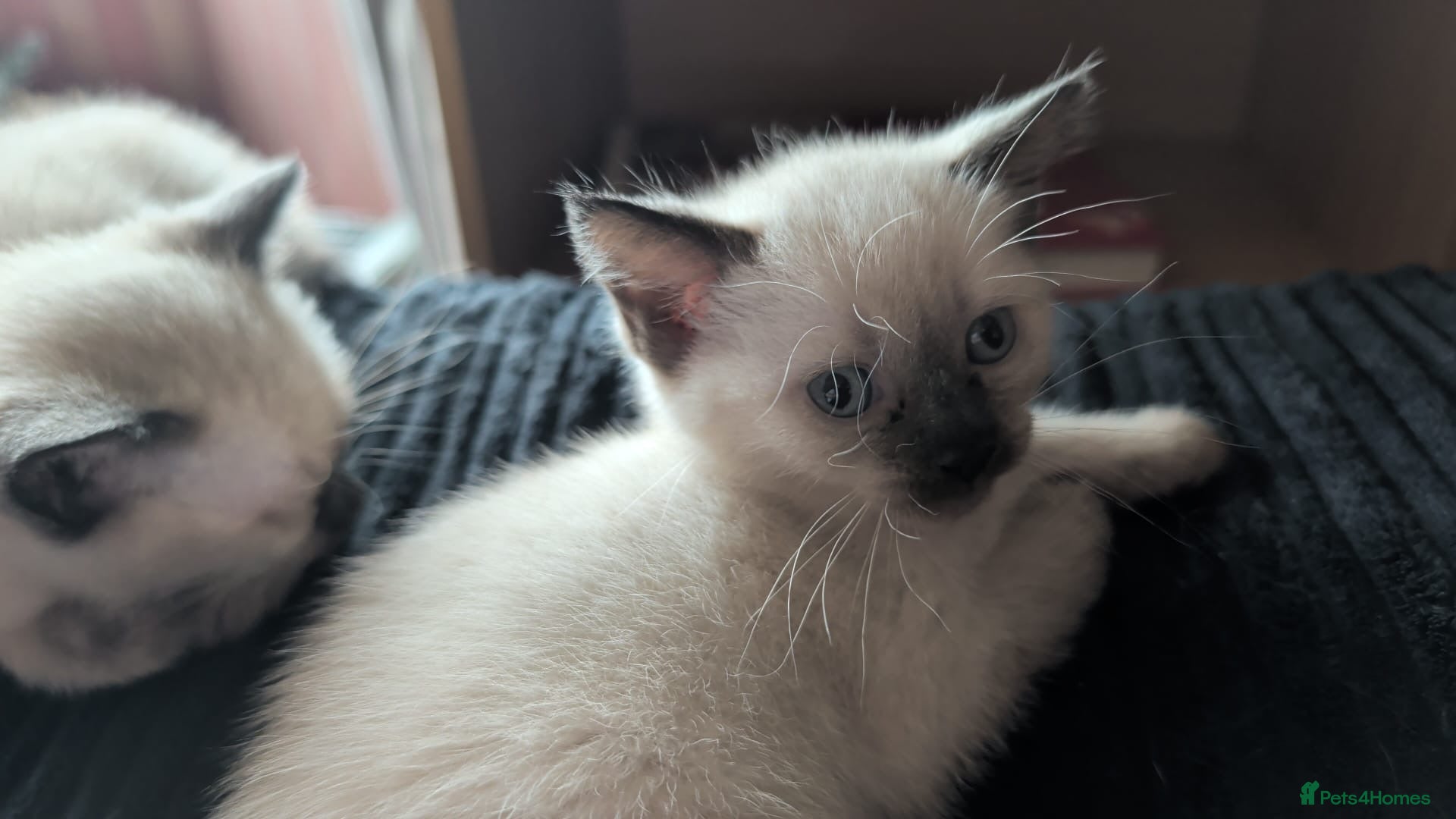 Mixed Breed cats for sale: Siamese Cross Ragdoll kittens plus black/white - Advert 3