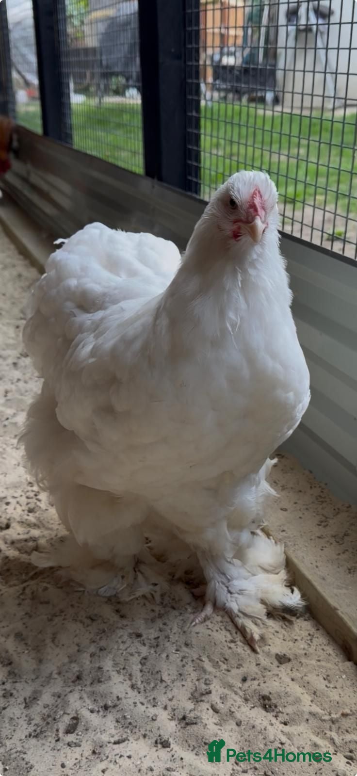 Chickens poultry beautiful cochin hens 26 weeks old  - Advert 5