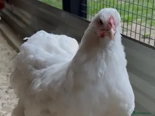 Chickens poultry beautiful cochin hens 26 weeks old - Advert 5