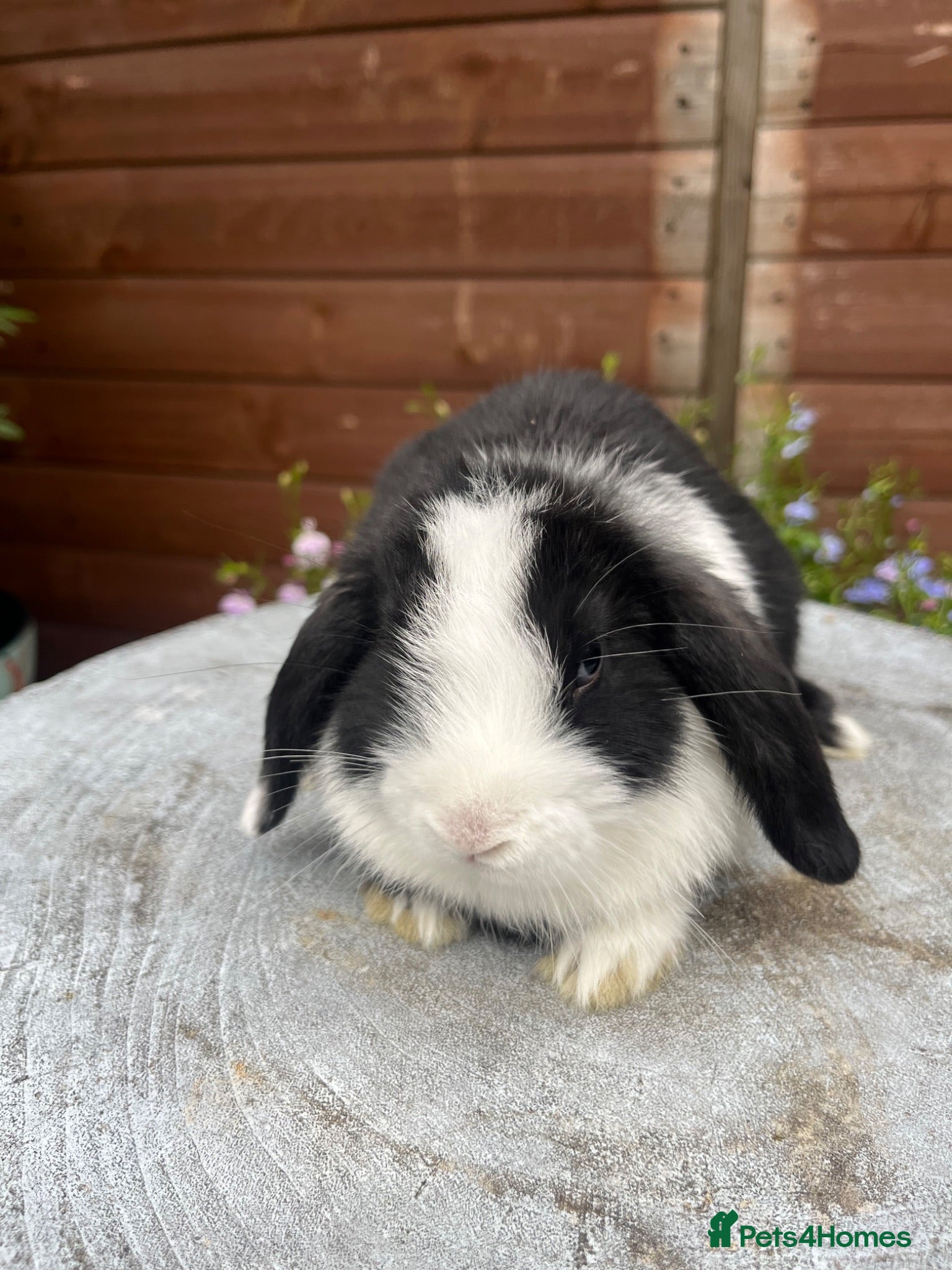 Mini Lop rabbits Stunning litter of mini lops  - Advert 15