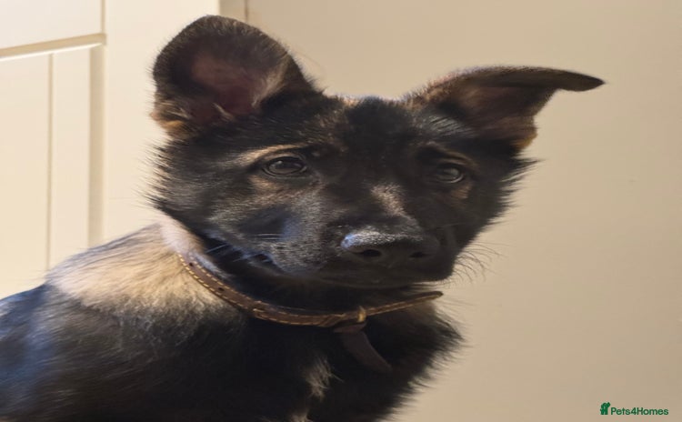 German Shepherd dogs Female German Shepherd exceptional blood line - Advert 1